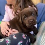 winnie-chocolate-lab-puppy-tillie-toby-endless-mt-labradors-akc-breeder-labrador-retriever-puppies-dog
