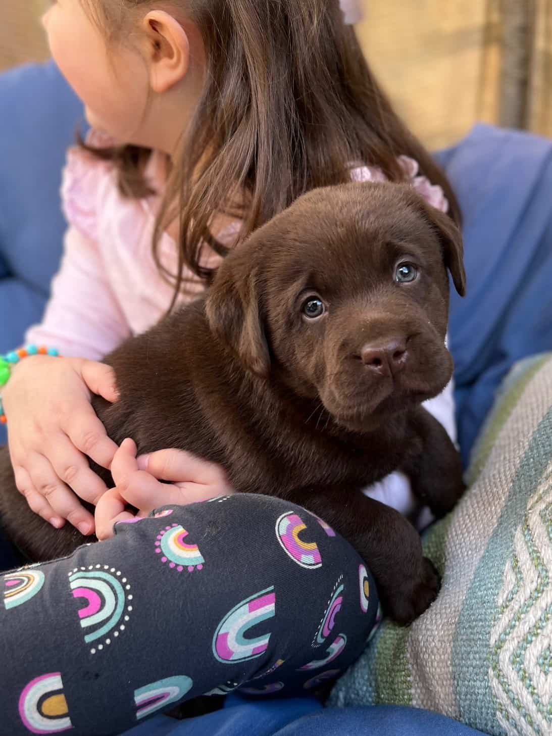 winnie-chocolate-lab-puppy-tillie-toby-endless-mt-labradors-akc-breeder-labrador-retriever-puppies-dog
