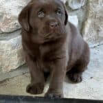tillie-toby-chocolate-lab-puppies-endless-mt-labradors-akc-breeder-labrador-retriever-dog-breed