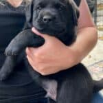 tillie-toby-black-lab-puppy-endless-mt-labradors-akc-breeder-labrador-retriever-puppies