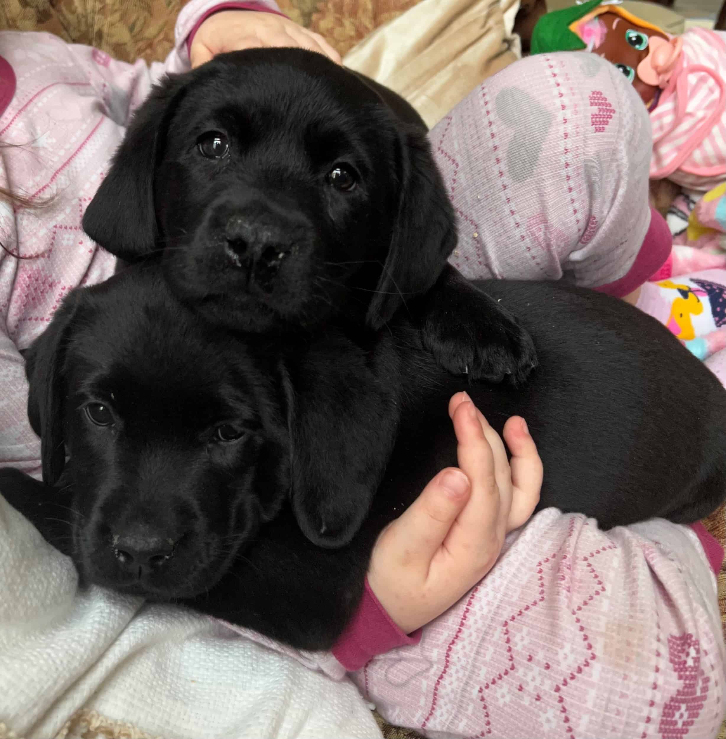 Upcoming Litters | Endless Mountain Labradors