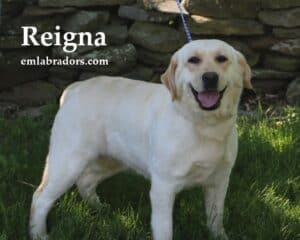 reigna-yellow-lab-endless-mt-labradors-akc-breeder-labrador-retriever-puppies