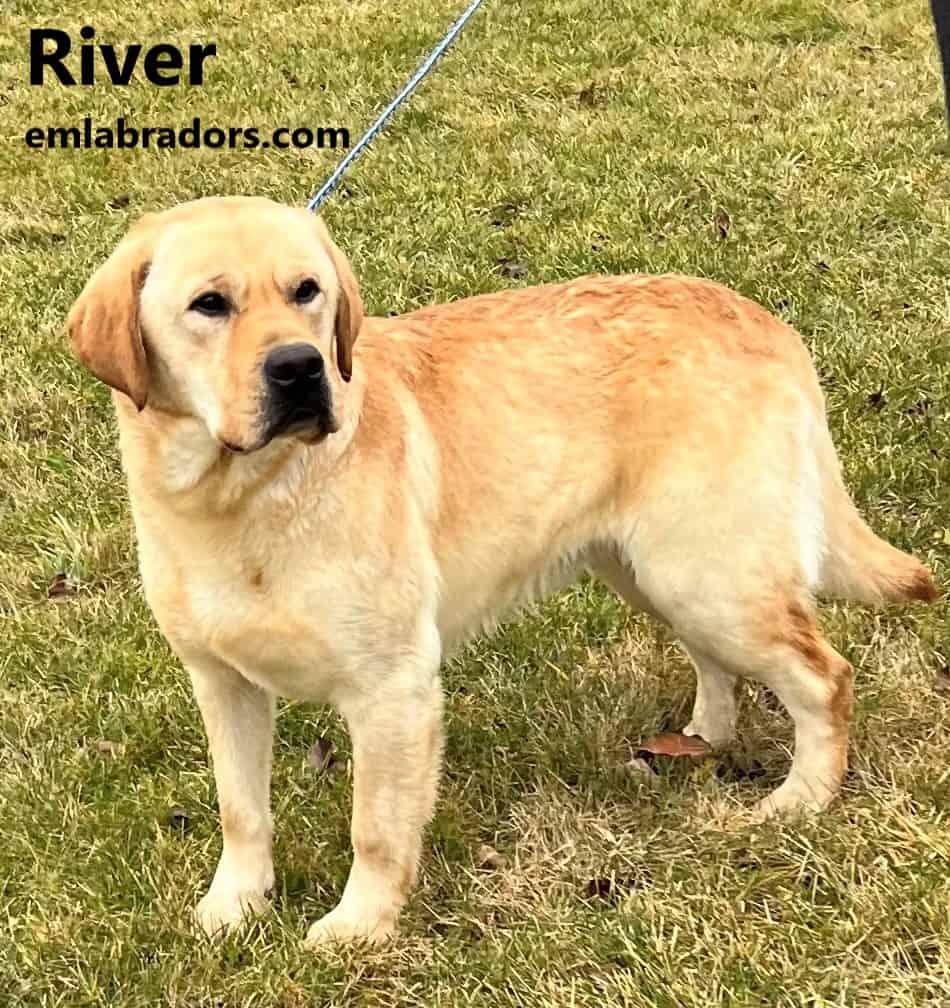 river-yellow-lab-stud-endless-mt-labradors-akc-breeder-labrador-retriever-puppies
