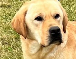 river-yellow-lab-stud-endless-mt-labradors-akc-breeder-labrador-retriever-puppies
