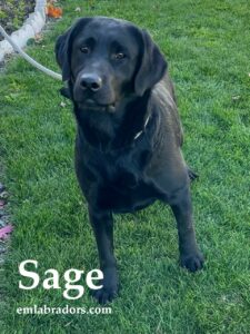 sage-black-lab-endless-mt-labradors-akc-breeder-labrador-retriever-puppies