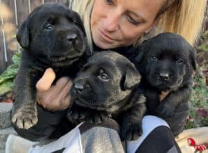 donna-and-puppies-endless-mt-labradors