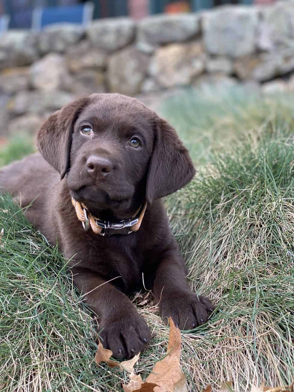 chocolate-puppy-labrador-retriever-dog-english-lab-endless-mt-labradors-akc-breeder