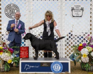 black-lab-olive-show-major-win-endless-mt-labradors-akc-breeder-labrador-retriever-puppies