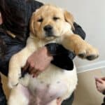 puppy-yellow-labrador-retriever-dog-english-lab-endless-mt-labradors-akc-breeder