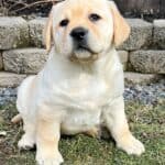 puppy-yellow-lab-labrador-retriever-dog-english-lab-endless-mt-labradors-akc-breeder
