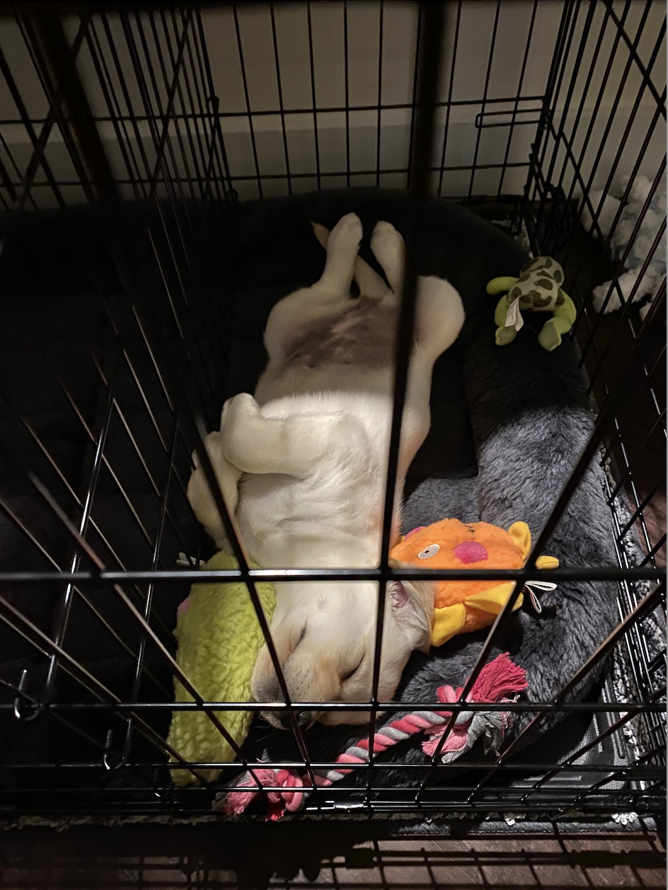 Is It Cruel to Crate a Dog at Night: Exploring Ethics
