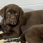 puppy-bash-chocolate-labrador-retriever-dog-english-lab-endless-mt-labradors-akc-breeder