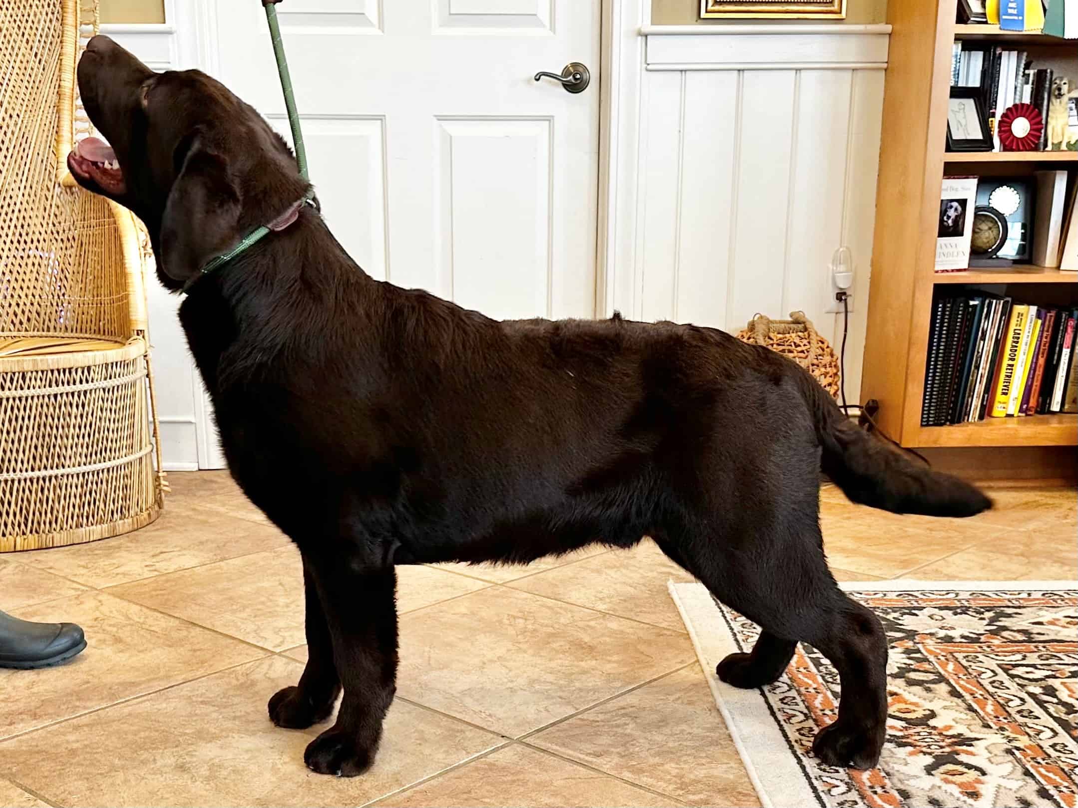 bash-chocolate-labrador-retriever-dog-english-lab-endless-mt-labradors-akc-breeder