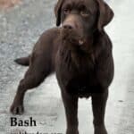 bash-chocolate-labrador-retriever-dog-english-lab-endless-mt-labradors-akc-breeder