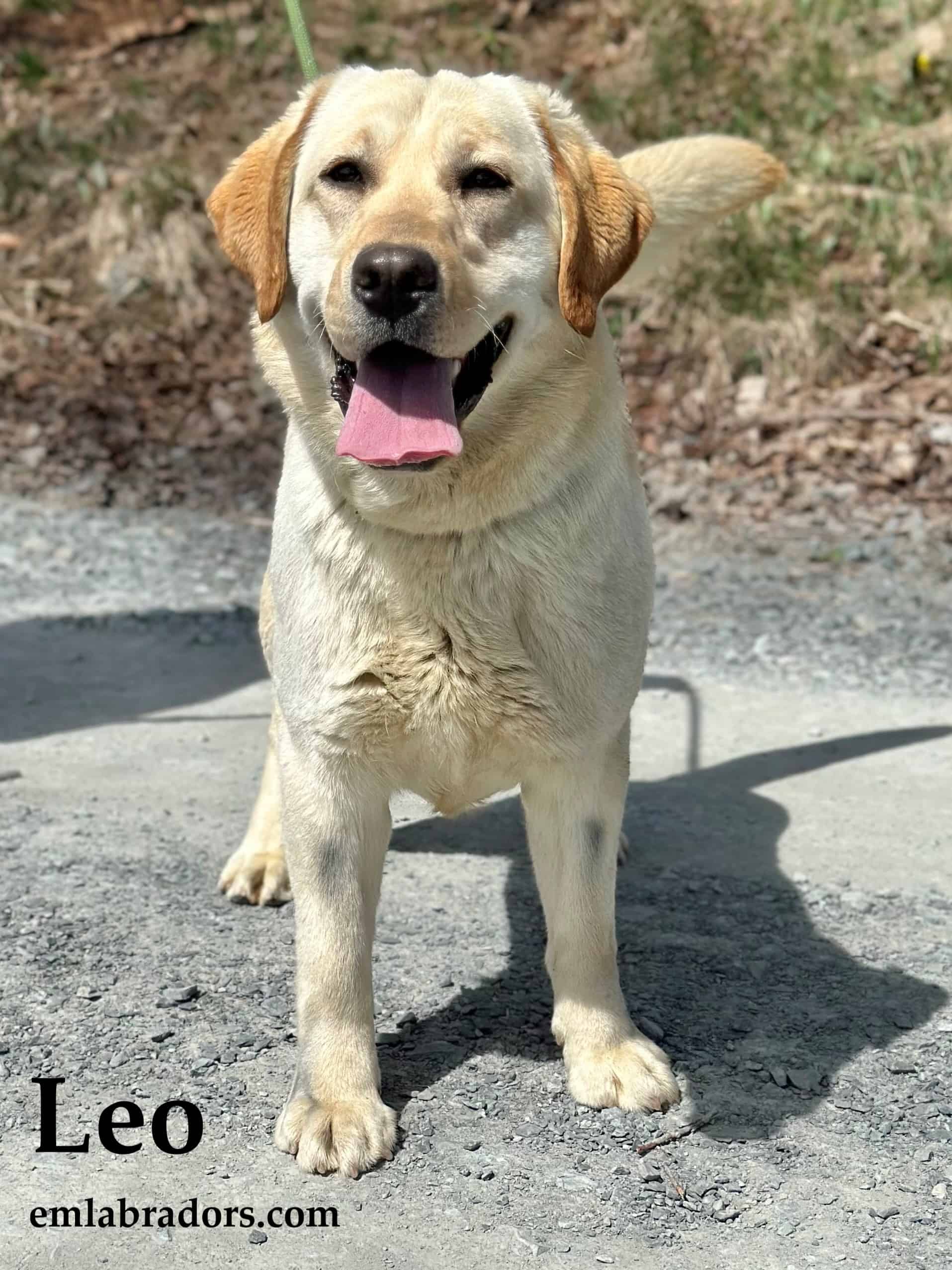 Leo name Leo-yellow-lab-stud-labrador-retriever-dog-endlesmtlabradors-akcbreederofmerit