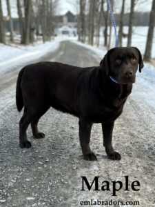 maple-chocolate-labrador-retriever-dog-english-lab-endless-mt-labradors-akc-breeder