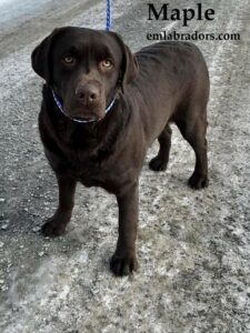 maple-chocolate-labrador-retriever-dog-english-lab-endless-mt-labradors-akc-breeder