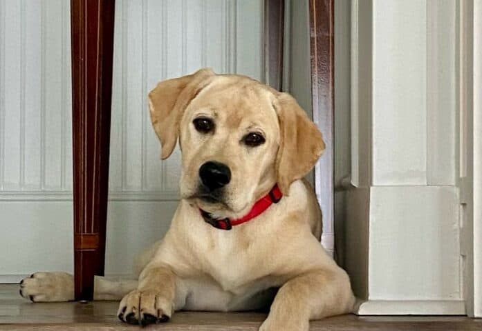 rory-yellow-lab-puppy-endless-mt-labradors