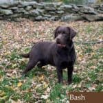 Bash-sitting-in-leaves-chocolate-male-english-labrador-stud-dog-endlessmtlabradors