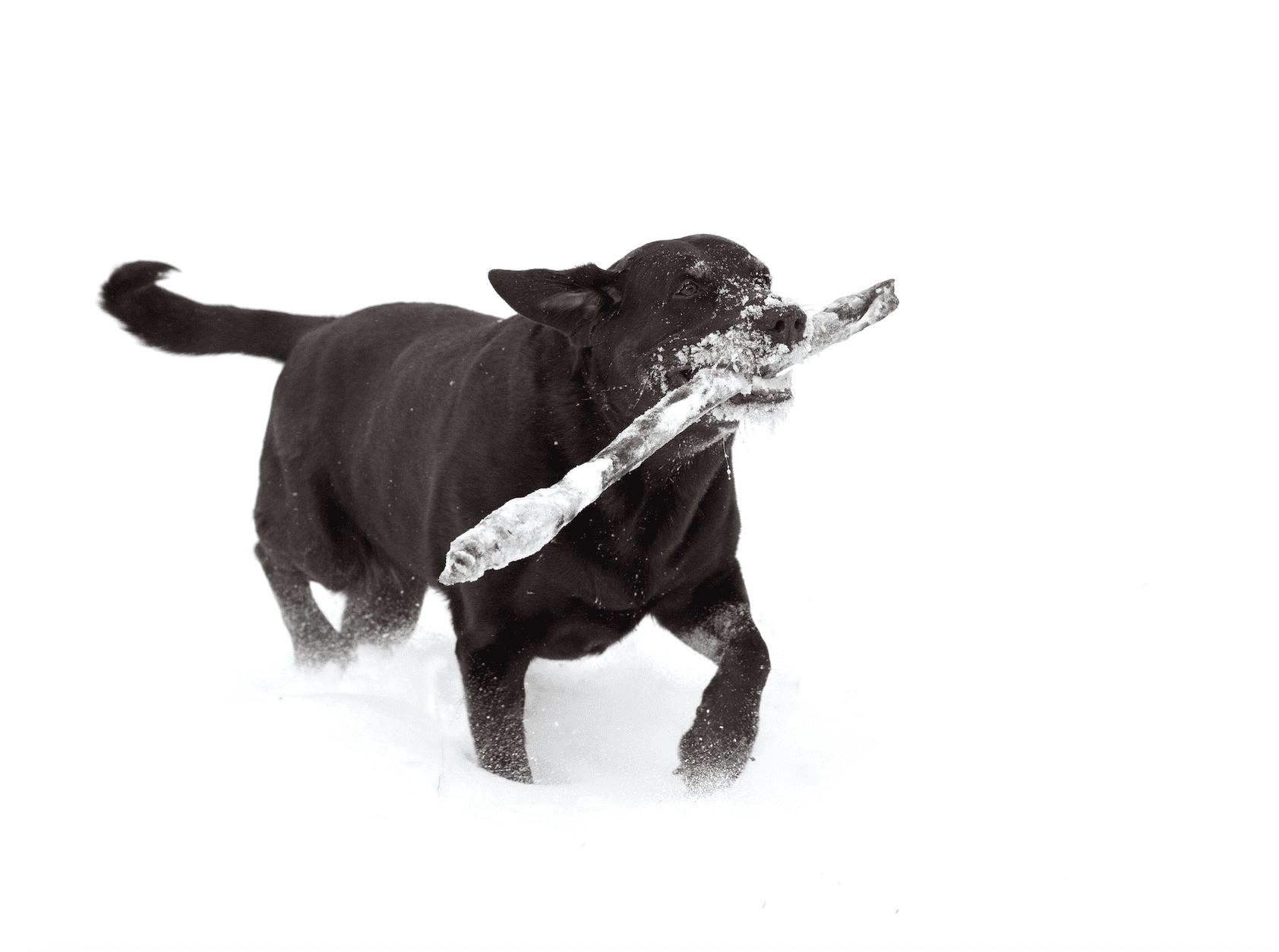Cold Labrador Cold Winter Safety Tips for Your Labrador Love! - Endless Mountain ...