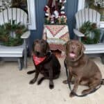 chocolate-labradors-Bear and Bruno