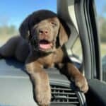 Boone-the-chocolate-puppy-Endless-Mt-Labradors