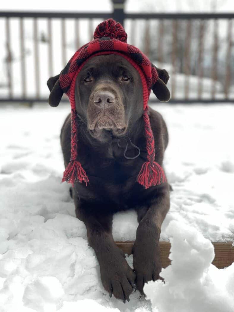 Happy National Labrador Retriever Day! Endless Mountain Labradors