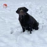 Otto-in-the-snow-chocolate-dog-endless-mt-labradors