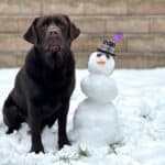 Otto-chocolate-lab-and-snowman