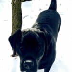 black-lab-Timber-in-the-snow