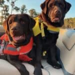 chocolate-labs-Captain and Coco