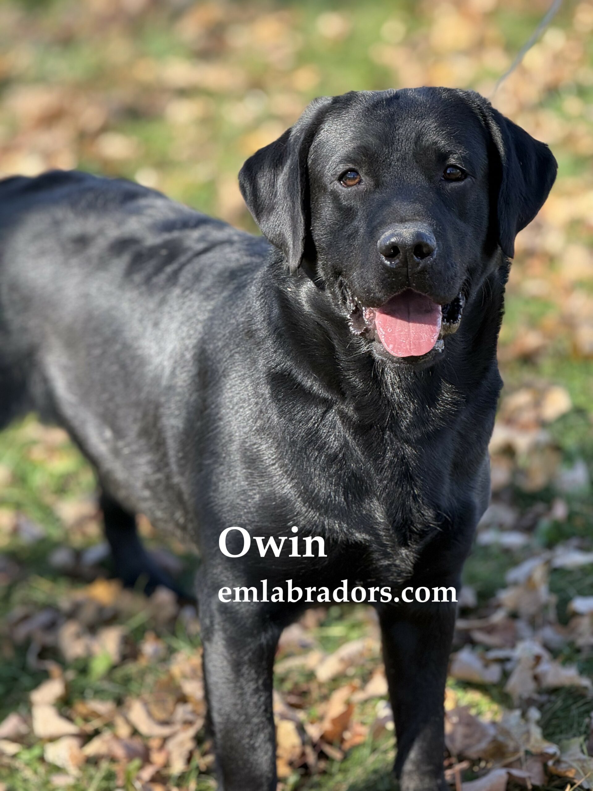 Owin name1