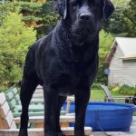 Henry (Evangeline x Leo) 1