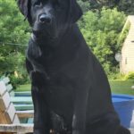 Henry (Evangeline x Leo) 2