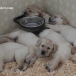 yellow-lab-puppies-endless-mt-labradors-akc-breeder-labrador-retriever-dog-breed