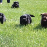black-chocolate-lab-puppies-running-with-child-outside-endless-mt-labradors-akc-breeder-labrador-retriever-puppies