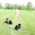black-chocolate-lab-puppies-running-with-child-outside-endless-mt-labradors-akc-breeder-labrador-retriever-puppies