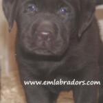 chocolate-lab-puppy-endless-mt-labradors-akc-breeder-labrador-retriever-puppies