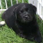 black-lab-puppy-endless-mt-labradors-akc-breeder-labrador-retriever-puppies