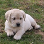 yellow-lab-puppy-endless-mt-labradors-akc-breeder-labrador-retriever-puppies