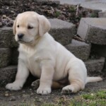 yellow-lab-puppy-endless-mt-labradors-akc-breeder-labrador-retriever-puppies
