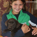 child-holding-chocolate-lab-puppy-endless-mt-labradors-akc-breeder-labrador-retriever-puppies