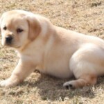 yellow-lab-puppy-endless-mt-labradors-akc-breeder-labrador-retriever-puppies