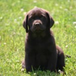 "Hattie" pup...photo by Carleena Carnes chocolate-lab-puppy-endless-mt-labradors-akc-breeder-labrador-retriever-puppies