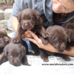 chocolate-lab-puppies-endless-mt-labradors-akc-breeder-labrador-retriever-dog-breed