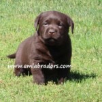 chocolate-lab-puppy-endless-mt-labradors-akc-breeder-labrador-retriever-puppies