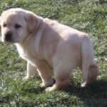 yellow-lab-puppy-endless-mt-labradors-akc-breeder-labrador-retriever-puppies