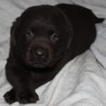chocolate-lab-puppy-endless-mt-labradors-akc-breeder-labrador-retriever-puppies