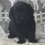 black-lab-puppy-endless-mt-labradors-akc-breeder-labrador-retriever-puppies