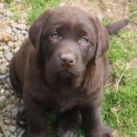 chocolate-lab-puppy-endless-mt-labradors-akc-breeder-labrador-retriever-puppies